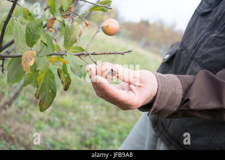 Älterer Mann herauf Mispel Obst Stockfoto