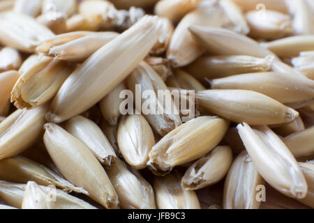 Super Makro Aufnahme von Hafer Korn Stockfoto