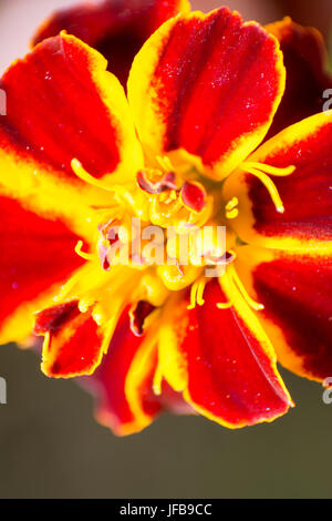 Blume mit gelben und roten Blütenblätter Stockfoto