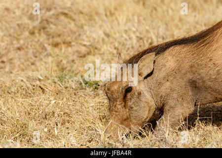 Gemeinsame warzenschwein Graben im Boden Stockfoto