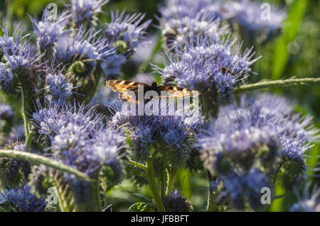 Kleiner Fuchs in Bueschelblume, Bibersfeld Stockfoto