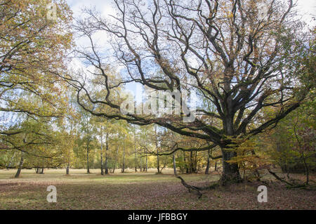 Woodland Weide in der Nähe Waldenburg, Deutschland Stockfoto