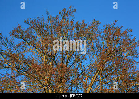 Früchte der Buche, fagus sylvatica Stockfoto