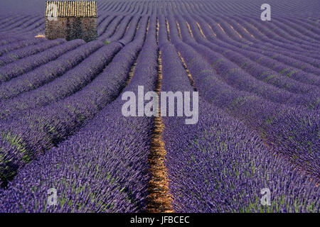 Lavender House Stockfoto