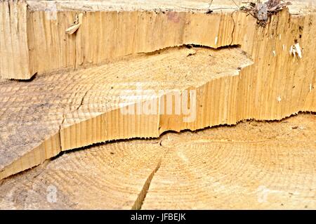 Anmelden Holz gesägt mit dem Motor Säge Stockfoto