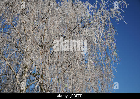 Betula pendula, Silver Birch, White Frost Stockfoto