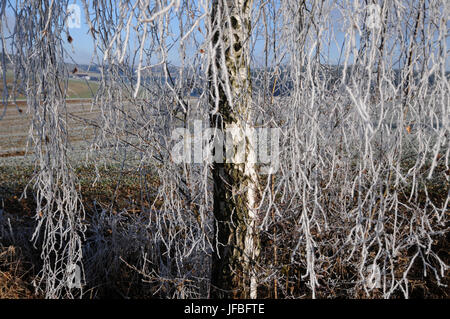 Betula pendula, Silver Birch, White Frost Stockfoto