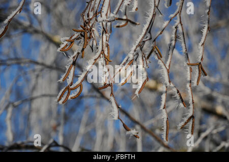 Betula pendula, Silver Birch, White Frost Stockfoto