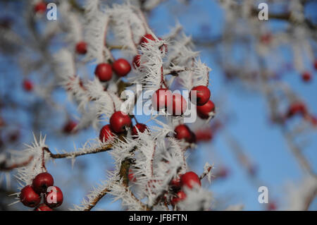 Rosa Moschata, Weißdorn, White Frost Stockfoto