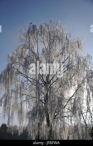 Betula pendula, Silver Birch, White Frost Stockfoto