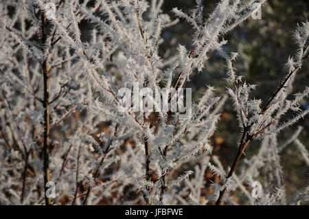 Cornus sanguinea, gemeinsame Hartriegel, Weißer Frost Stockfoto