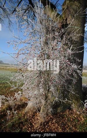 Rosa Moschata, Weißdorn, White Frost Stockfoto