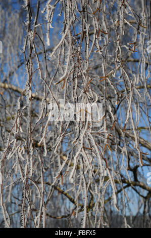 Betula pendula, Silver Birch, White Frost Stockfoto