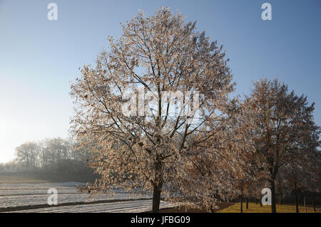 Tilia cordata, Kleine-leaved Lime, White Frost Stockfoto