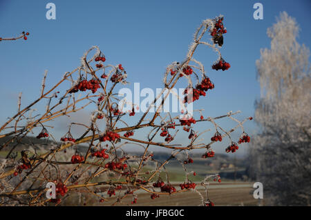 Viburnum opulus, Gefüllte Schneeball, White Frost Stockfoto