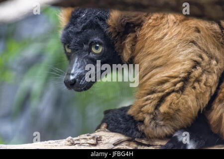 Roter Vari in Gefangenschaft Stockfoto