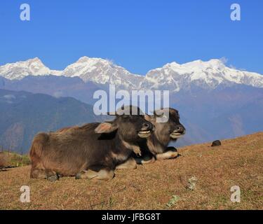 Buffalo Babys und schneebedeckten Manaslu Stockfoto