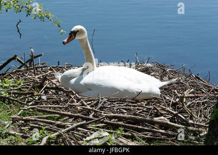 Höckerschwan auf Nest mit Eiern. Stockfoto