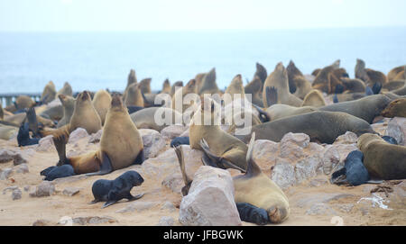 Dichtungen am Cape Cross Stockfoto
