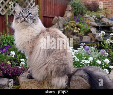 Seal Lynx Point Ragdoll Katze im Freien auf einer Steinmauer umgeben von Blumen. Stockfoto