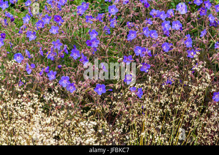 Cranesbill, Cranesbill Geranium pratense und quaking-Gras Briza media ' Zitterzebra ' blühende winterharte Geranie im Garten Stockfoto