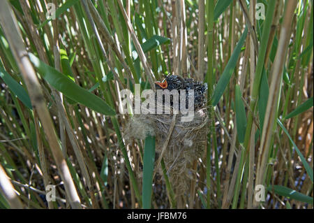 Kuckuck 12 Tage alten Küken in Reed Grasmücken nisten Norfolk Sommer Stockfoto