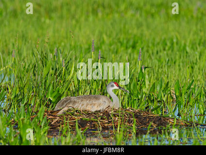 Sandhill Kran Grus Canadensis Inkubation Ei im nest Viera Feuchtgebiete Florida Stockfoto