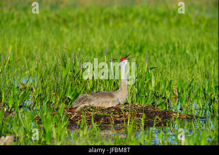 Sandhill Kran Grus Canadensis Inkubation Ei im nest Viera Feuchtgebiete Florida Stockfoto