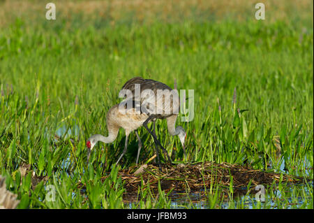 Sandhill Kran Grus Canadensis Pair bei Umschaltung am Nest Viera Feuchtgebiete Florida Stockfoto