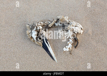 Toten Vogel am Strand Stockfoto