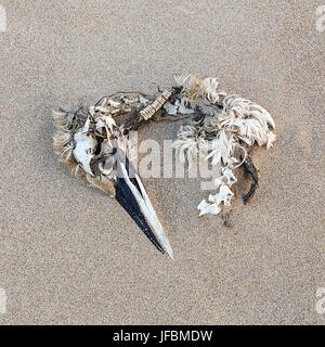 Toten Vogel am Strand Stockfoto