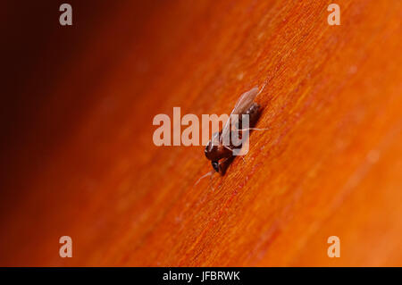 Einzelne Ameise mit Flügeln, Formica extreme Nahaufnahme mit hoher Vergrößerung, diese Ameise ist oft ein Schädling in Häusern, in einem hölzernen Hintergrund. Stockfoto