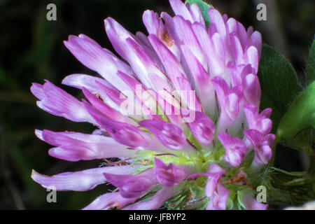 Pink clover im Feld Stockfoto