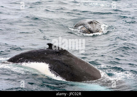 Zwei Buckelwale in Flinders Bay vor der Küste von Augusta, Western Australia Stockfoto