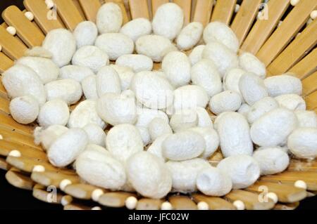 Silkworm cocoon in eine Schüssel geben. Stockfoto