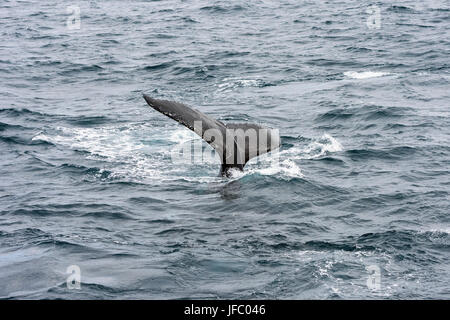 Heck eines Buckelwal in Flinders Bay vor der Küste von Augusta, Western Australia Stockfoto