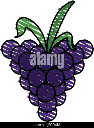 Traube Vektor-illustration Stock Vektor