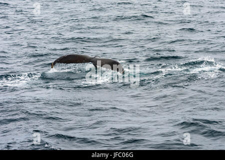 Heck eines Buckelwal in Flinders Bay vor der Küste von Augusta, Western Australia Stockfoto