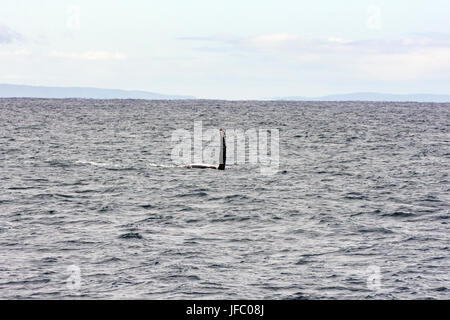 Brustflosse eines Seite schwimmen Buckelwal bereit, das Wasser in Flinders Bucht, vor der Küste von Augusta, Western Australia zu schlagen Stockfoto