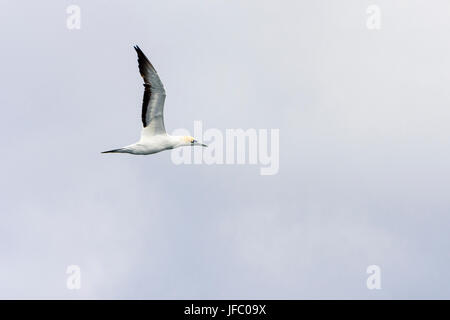 Australasian Gannet, einer großen Seevogel vor der Küste des südwestlichen Australien Stockfoto