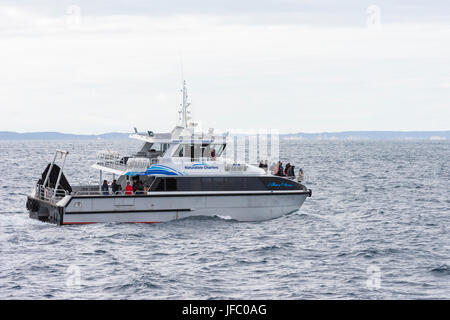 Touristen auf eine Whale-watching Boot in Flinders Bay vor der Küste von Augusta, Western Australia Stockfoto