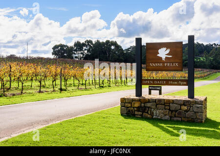 Winter-Reben rund um den Eingang zu Vasse Felix Vineyard in der Margaret River Region von Australiens Südwesten, Cowaramup, Western Australia Stockfoto