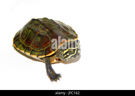Süßwasser-Schildkröten auf weißem Hintergrund Stockfoto