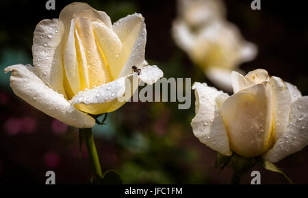 Weiße Rosen im Garten nach einem Regen Stockfoto