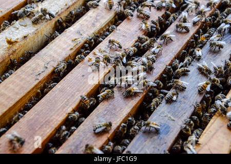 Offenen Bienenstock. Brett mit Waben im Bienenstock. Die Bienen kriechen entlang den Bienenstock. Honigbiene Stockfoto