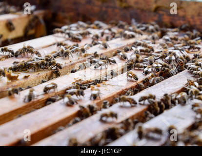 Offenen Bienenstock. Brett mit Waben im Bienenstock. Die Bienen kriechen entlang den Bienenstock. Honigbiene Stockfoto