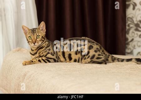 Bengali Katze im Alter von 5 Monaten liegt auf dem Sofa ausruhen nach dem Spiel Stockfoto