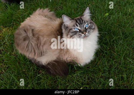 Seal Lynx Point Ragdoll Katze auf Grass Outdoor Portrait. Stockfoto