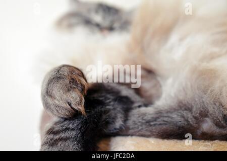 Schlafen Ragdoll Seal Point Tabby Lynx. Stockfoto