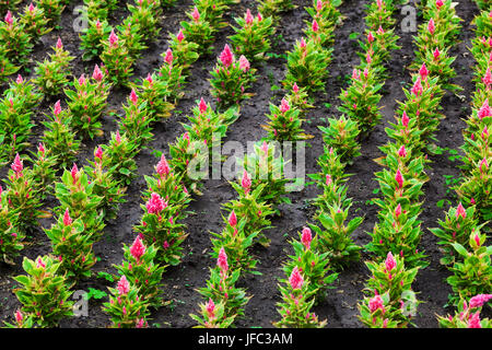 Blumen Pflanzen an einem sonnigen Tag Stockfoto